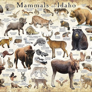 Mammals of Idaho Poster Print / Idaho Mammals Field Guide / Animals of Idaho - SIGNED BY ARTIST!