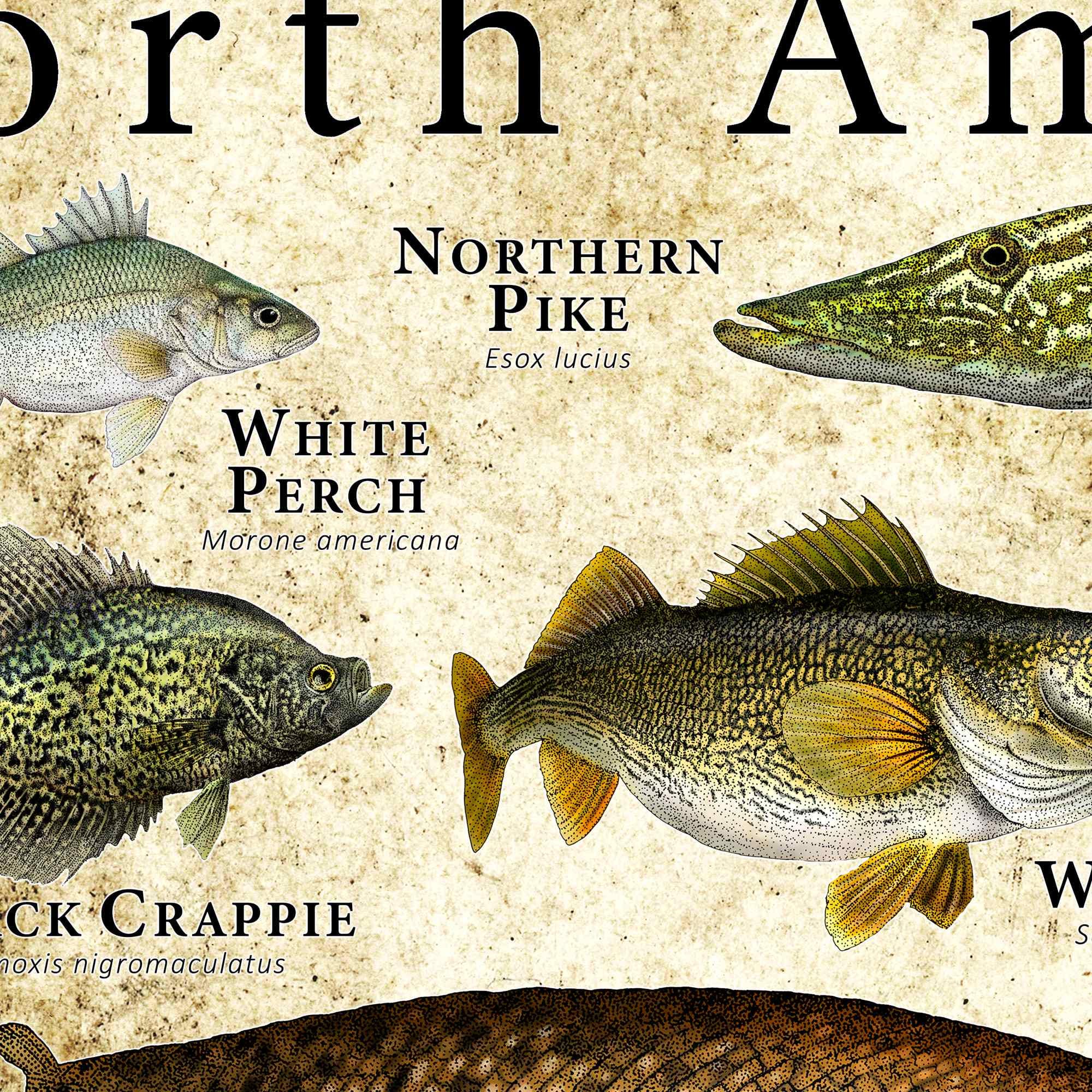 北米のスポーツ魚のポスタープリント - アーティストのサイン入り