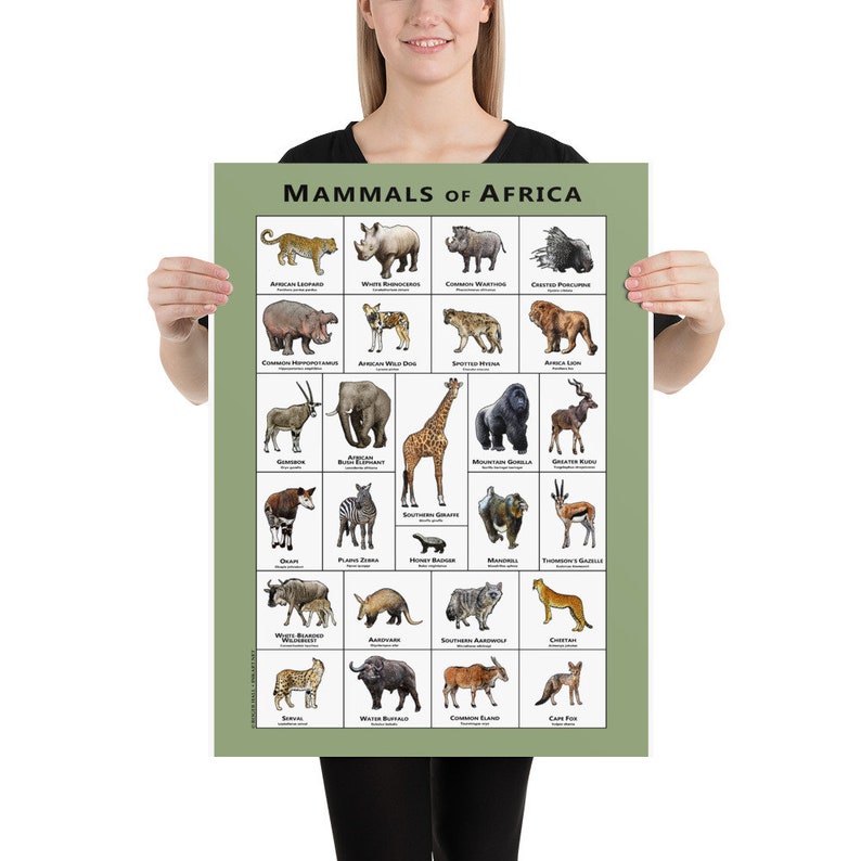 Mammals of the African Art Print Field Guide