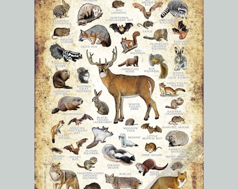 Iowa Mammals Poster Print: Signed Field Guide Art