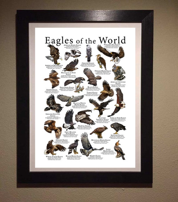 Eagles of the World Poster Print - SIGNED BY ARTIST! - Etsy