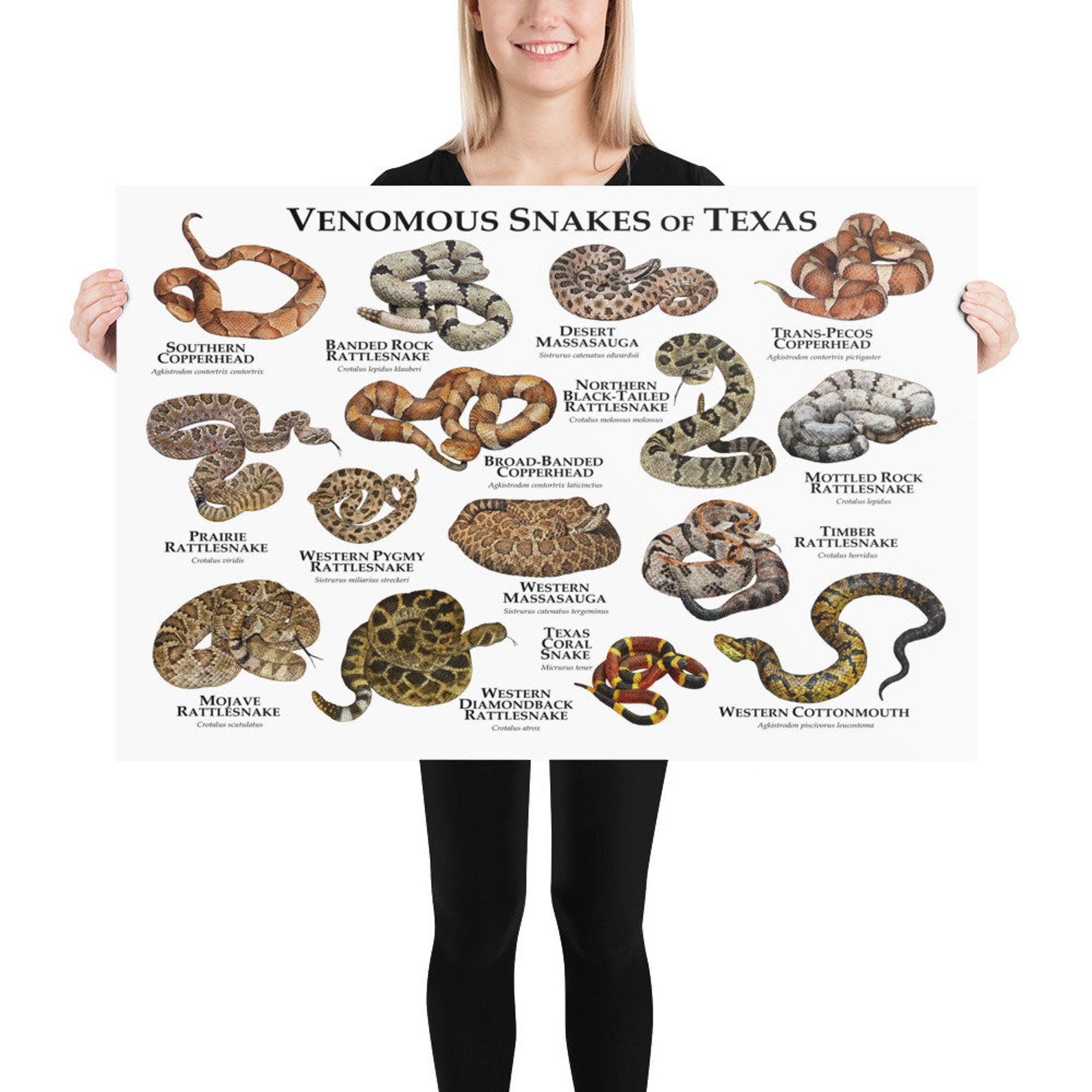 Venomous Or Not?  Unveiling The Truth About Texas Black Snakes - dxvhio8