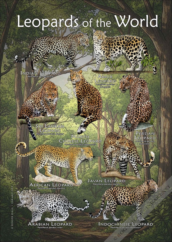 Leopards of the World Poster Print - Etsy