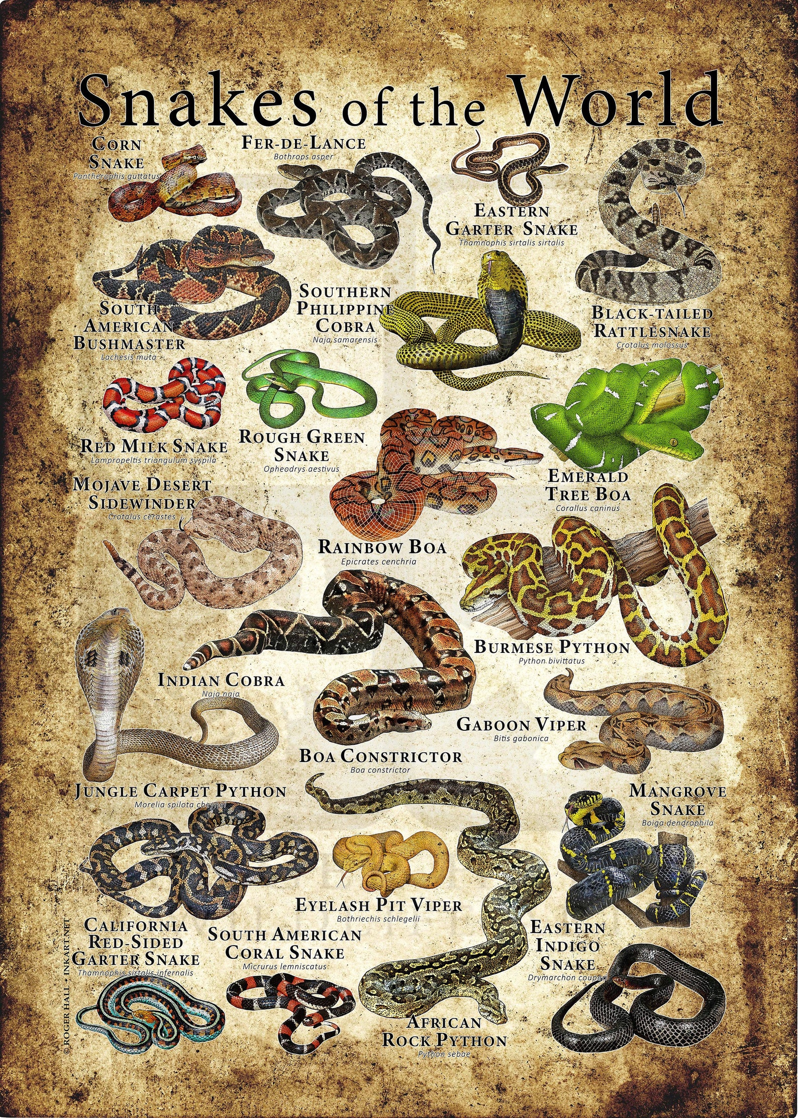 Snakes of the World Poster Etsy Australia
