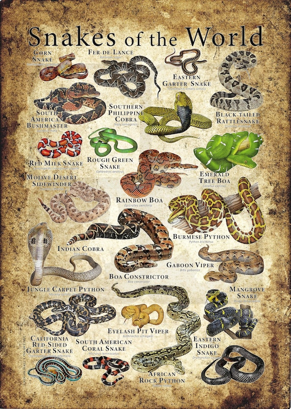 Snakes of the World ポスター - アーティストのサイン入り