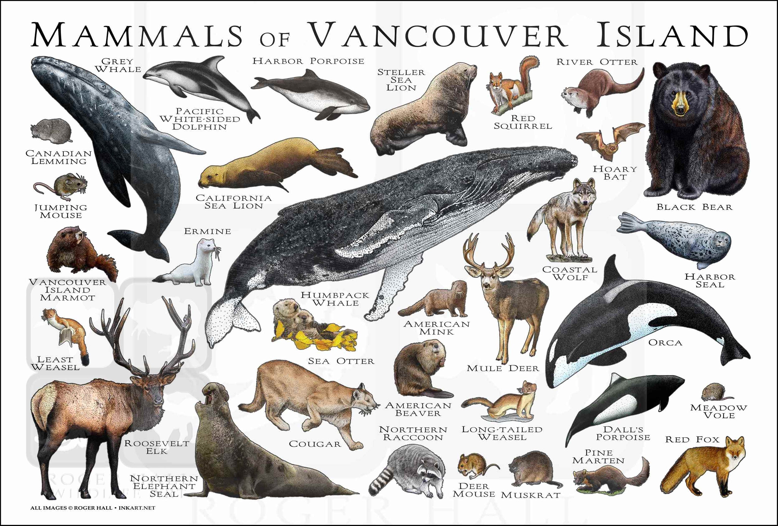 Mammals of Vancouver Island Poster Print -  Hong Kong