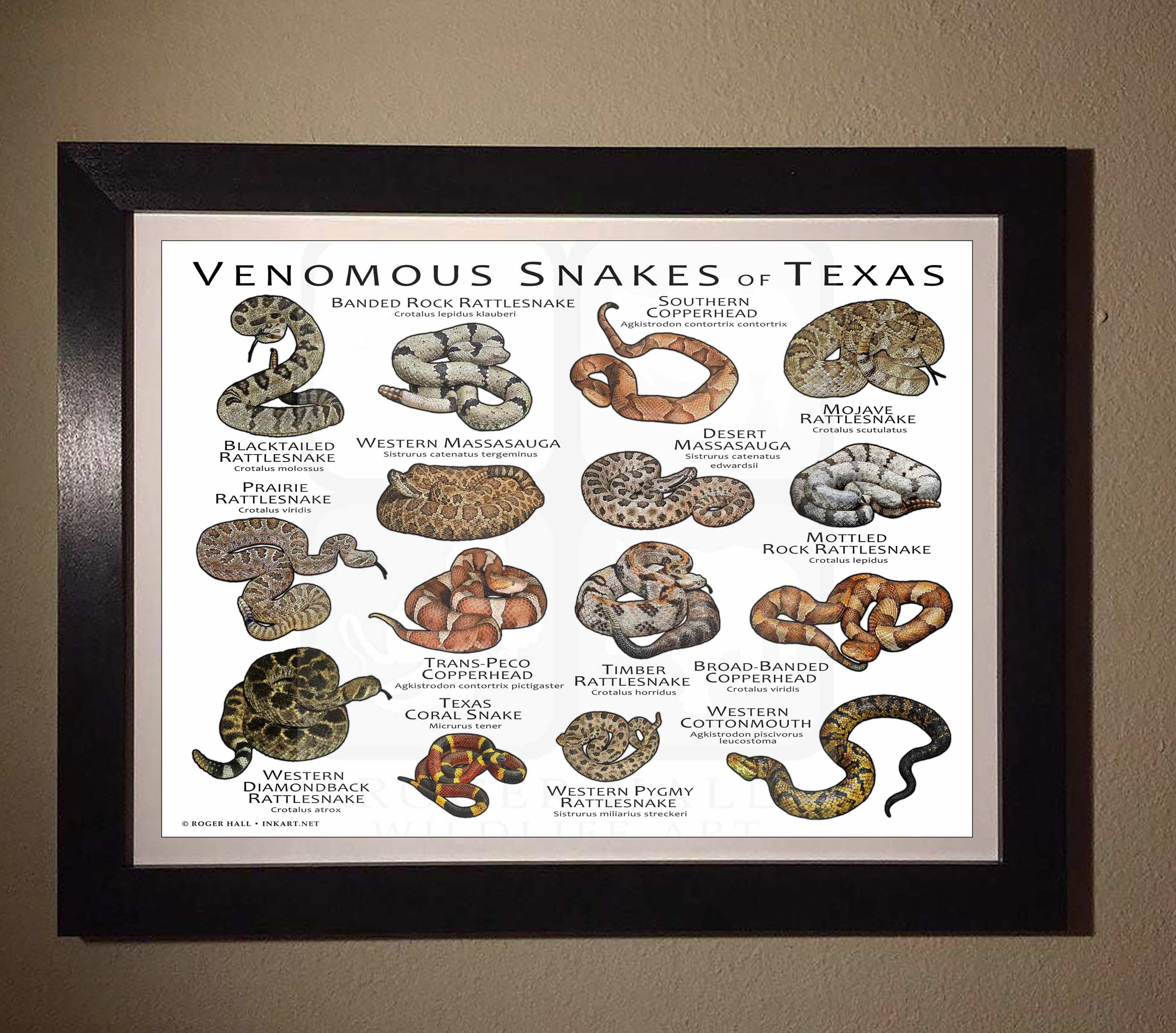 Venomous Snakes 世界の毒蛇大図鑑 テキサスの毒蛇 / フィールド ガイド - アーティストのサイン