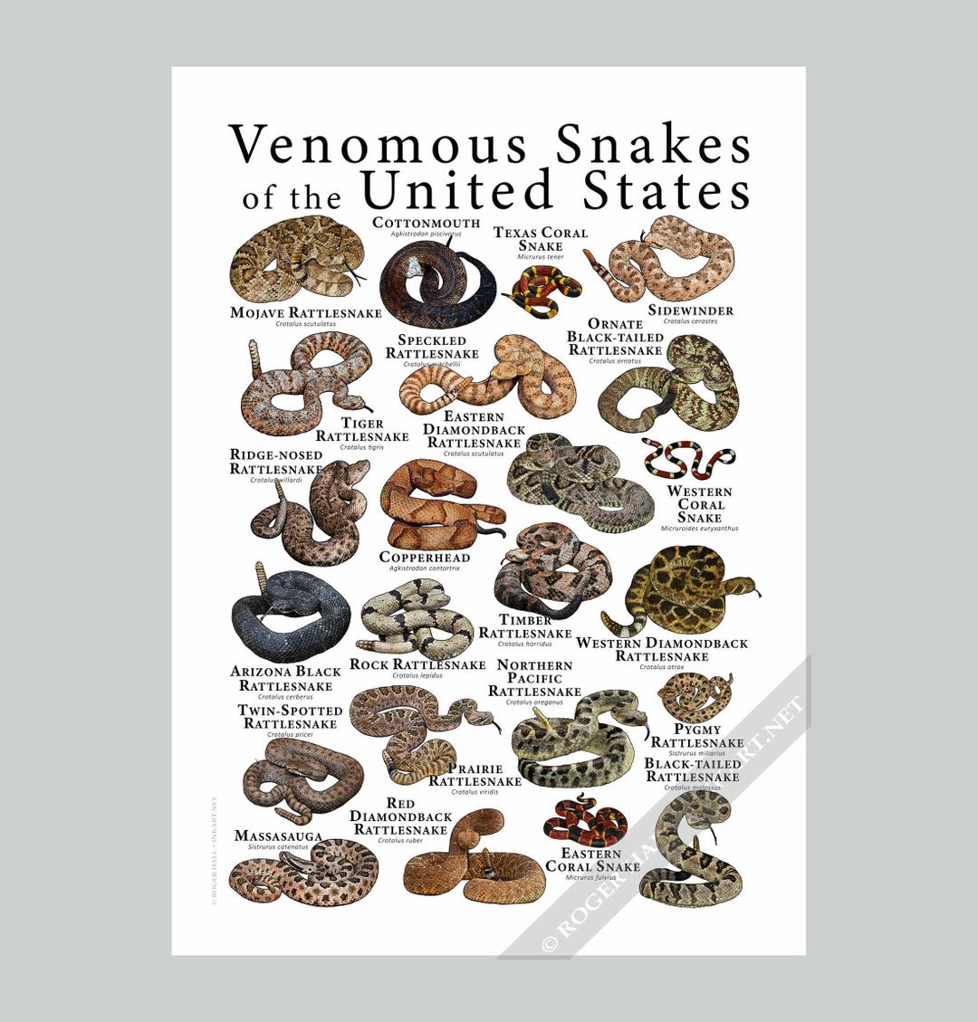 Venomous Snakes of the United States Poster Print - Etsy