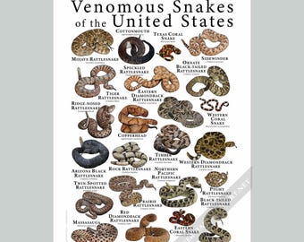 Venomous Snakes of the United States Poster Print