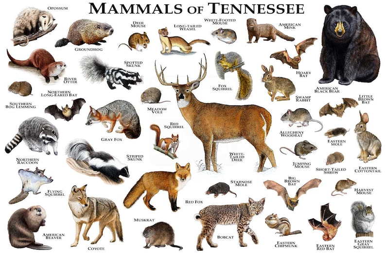 Mammals of Tennessee Poster Print / Tennessee Mammals Field Etsy