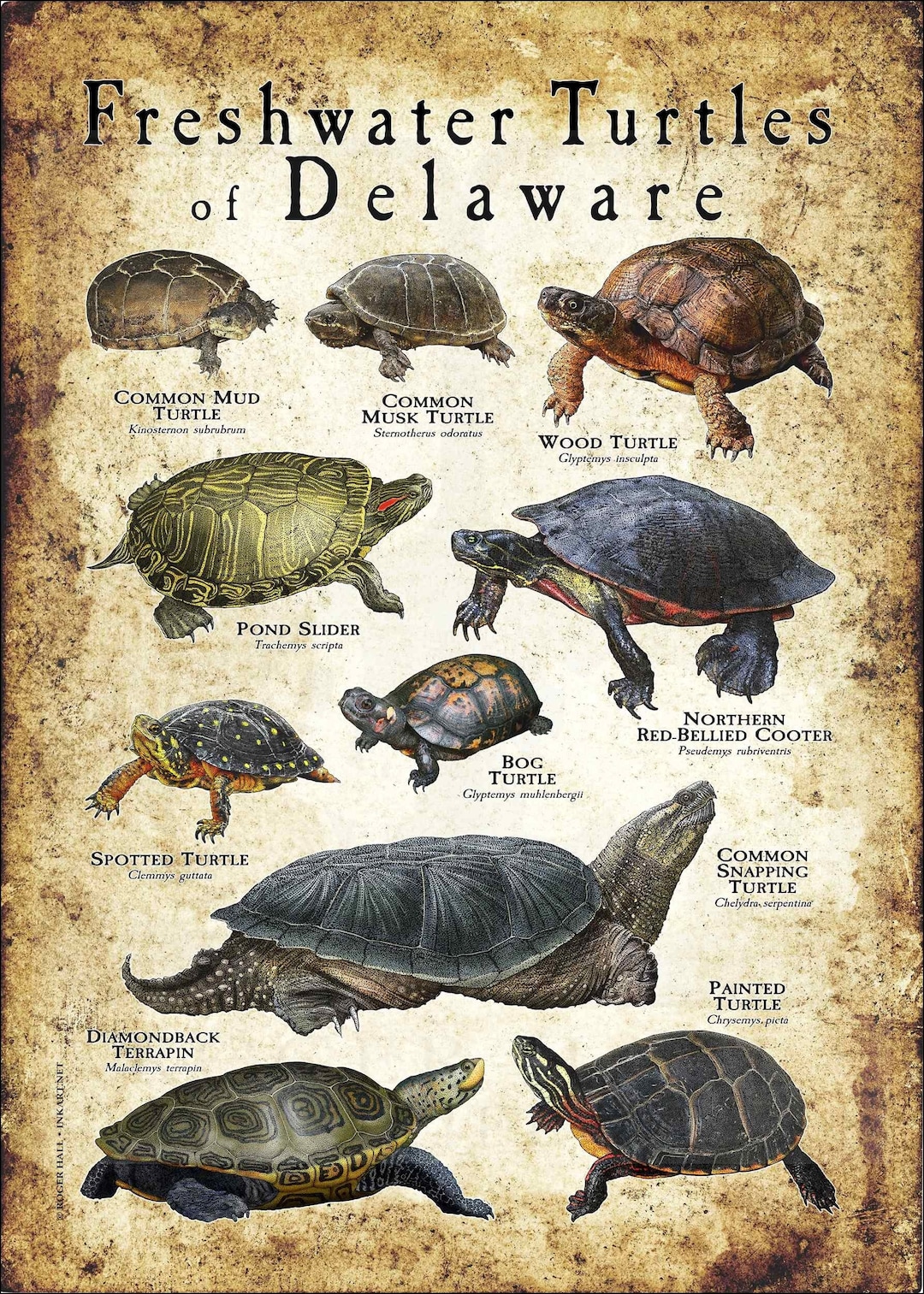 Freshwater Turtles of Delaware Poster Print Field Guide Etsy
