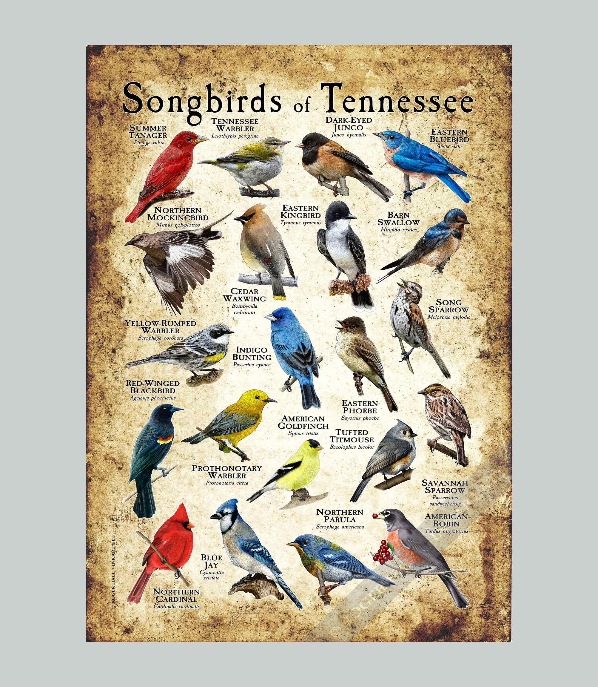 Songbirds of Tennessee Poster Print - Field Guide - Etsy