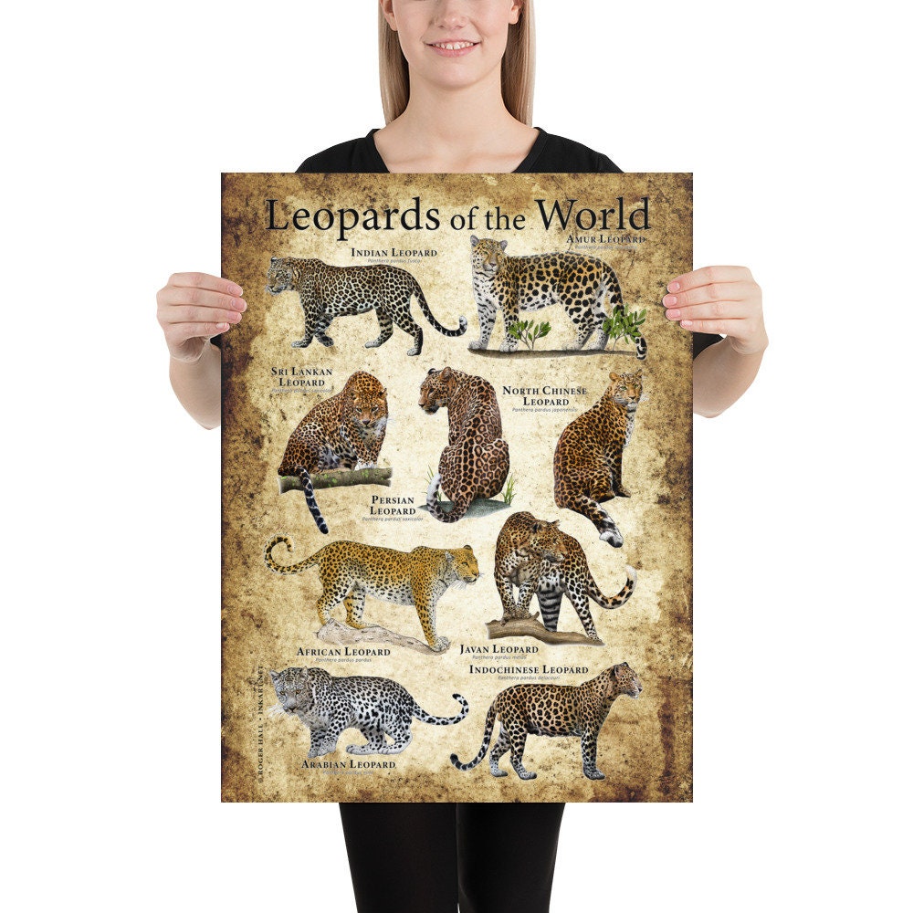Leopards of the World Poster Print -  Canada