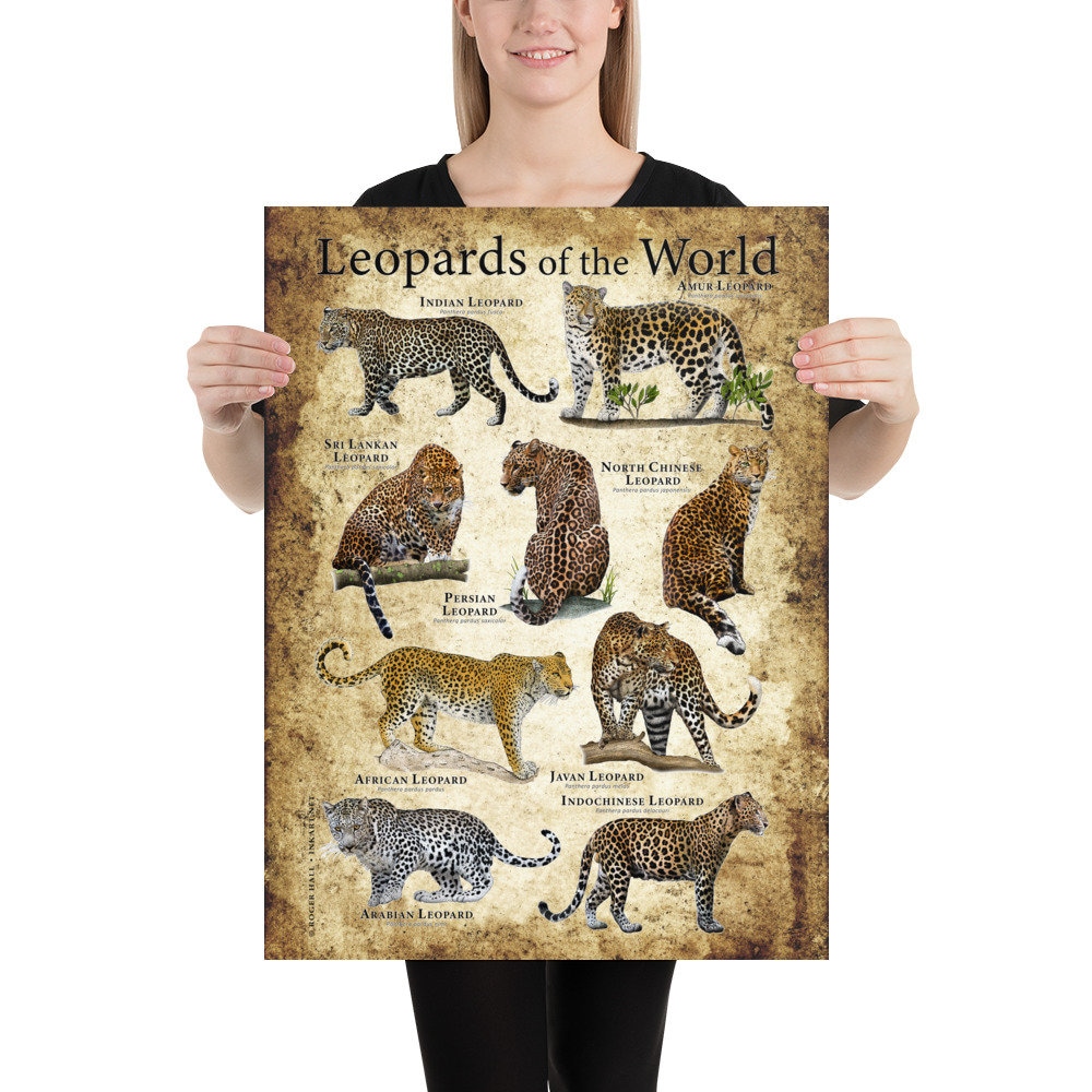 Leopards of the World Poster Print - Etsy Leopards of the World Poster Print - Etsy