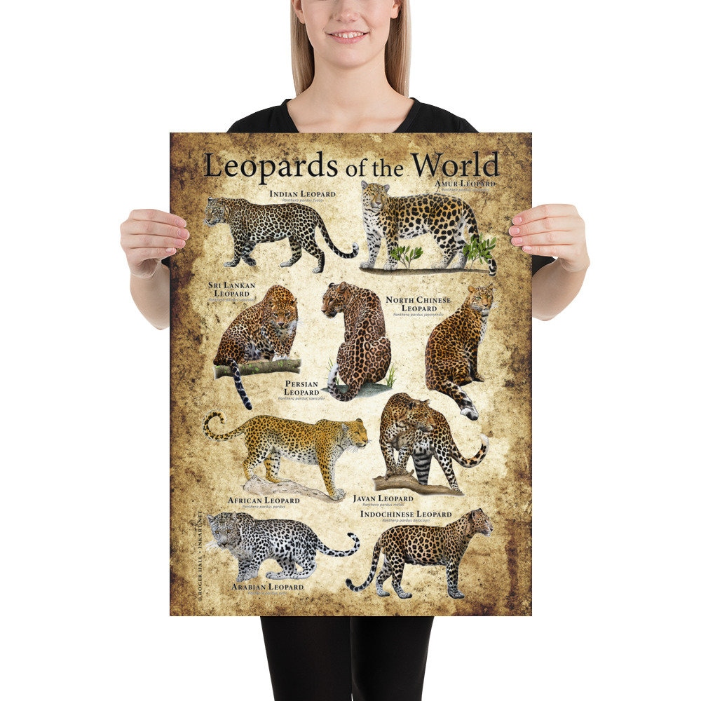 Leopards of the World Poster Print -  Canada