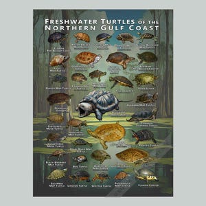Impresión artística / Guía de campo sobre las tortugas de agua dulce de la costa norte del Golfo