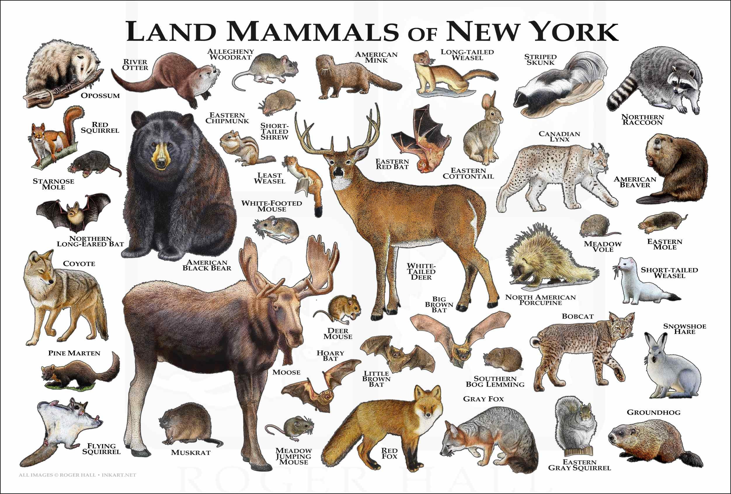 Vintage Animal Print, Mammal Chart French Biology Poster