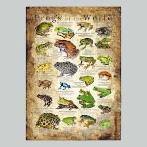 Impresión de póster de Ranas del mundo: ¡FIRMADO POR EL ARTISTA!