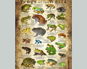 Frogs of the World Poster Print - SIGNED BY ARTIST! - Etsy