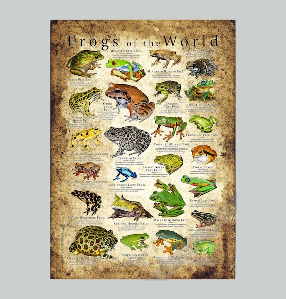 Frogs of the World Poster Print - SIGNED BY ARTIST! - Etsy Canada