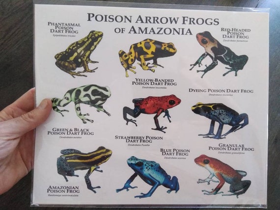 Poison Dart Frogs Basic Information Plus Top 10 Facts