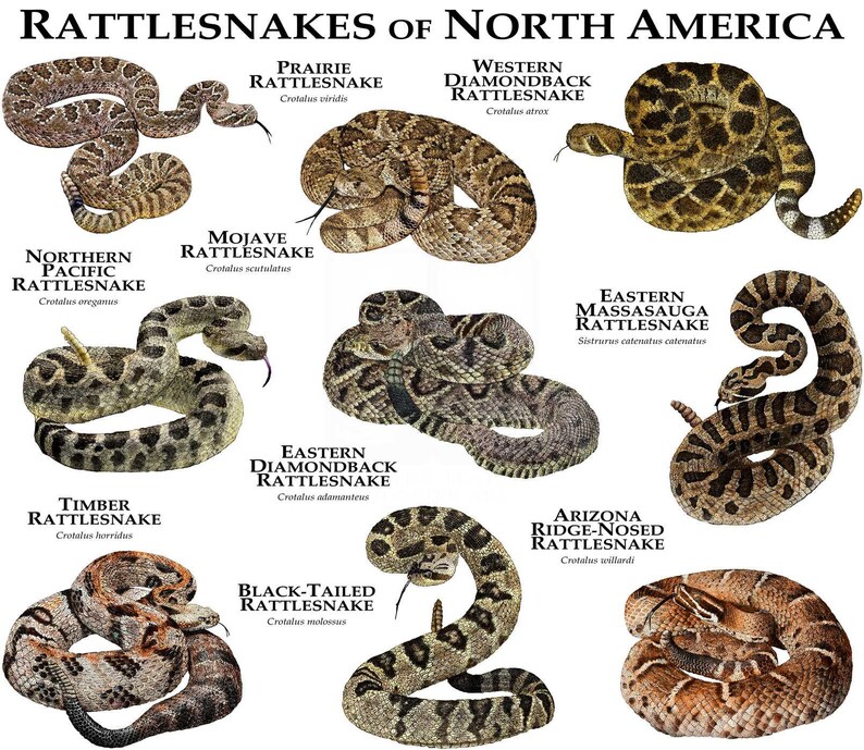 Rattlesnakes of the North America Poster Print Etsy