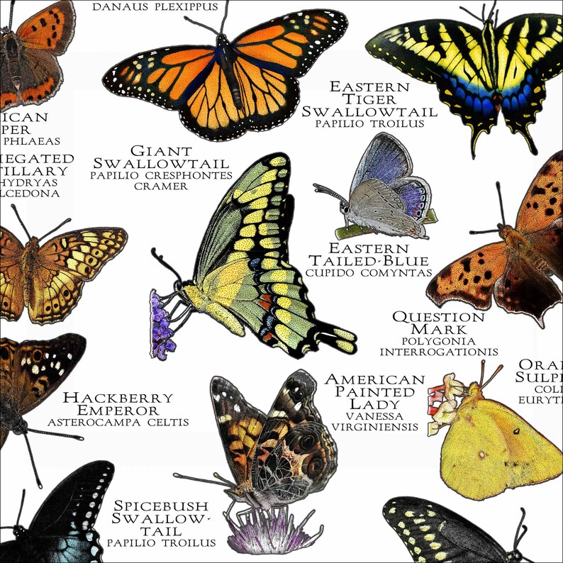 Butterflies of Illinois Poster Print Field Guide Etsy