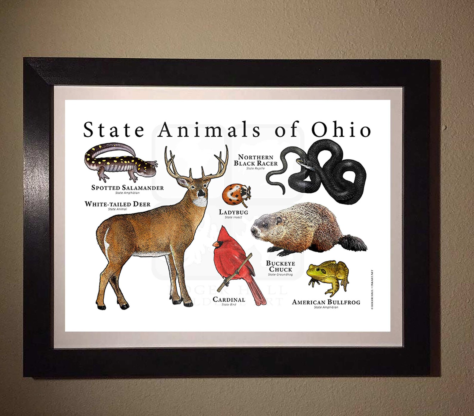 Ohio State Animals Poster Print | Etsy
