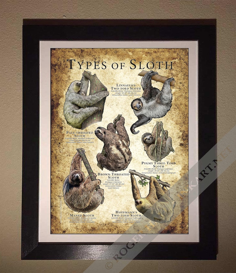 Maned Sloth Order Types of Sloth / Field Guide - SIGNED BY ARTIST! - Etsy Australia