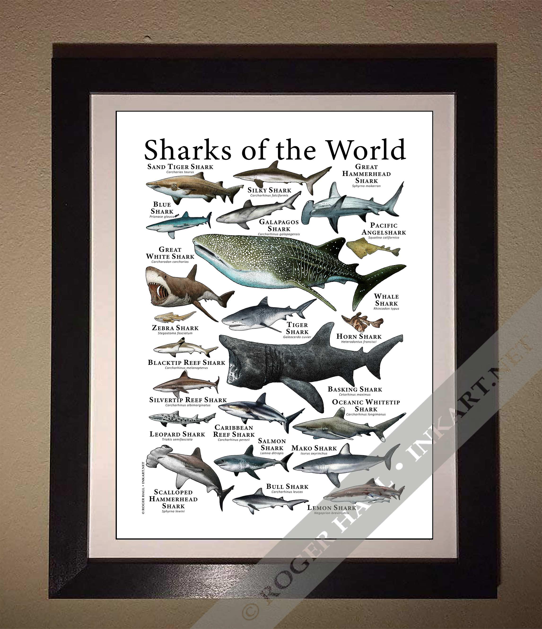 Sharks of the World Poster Print - SIGNED BY ARTIST! - Etsy Canada