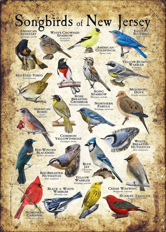 ニュージャージーの鳴鳥のポスタープリント/フィールドガイド 