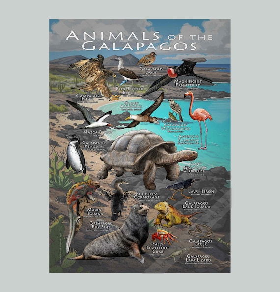 ガラパゴス諸島の動物のポスタープリント - アーティストのサイン入り