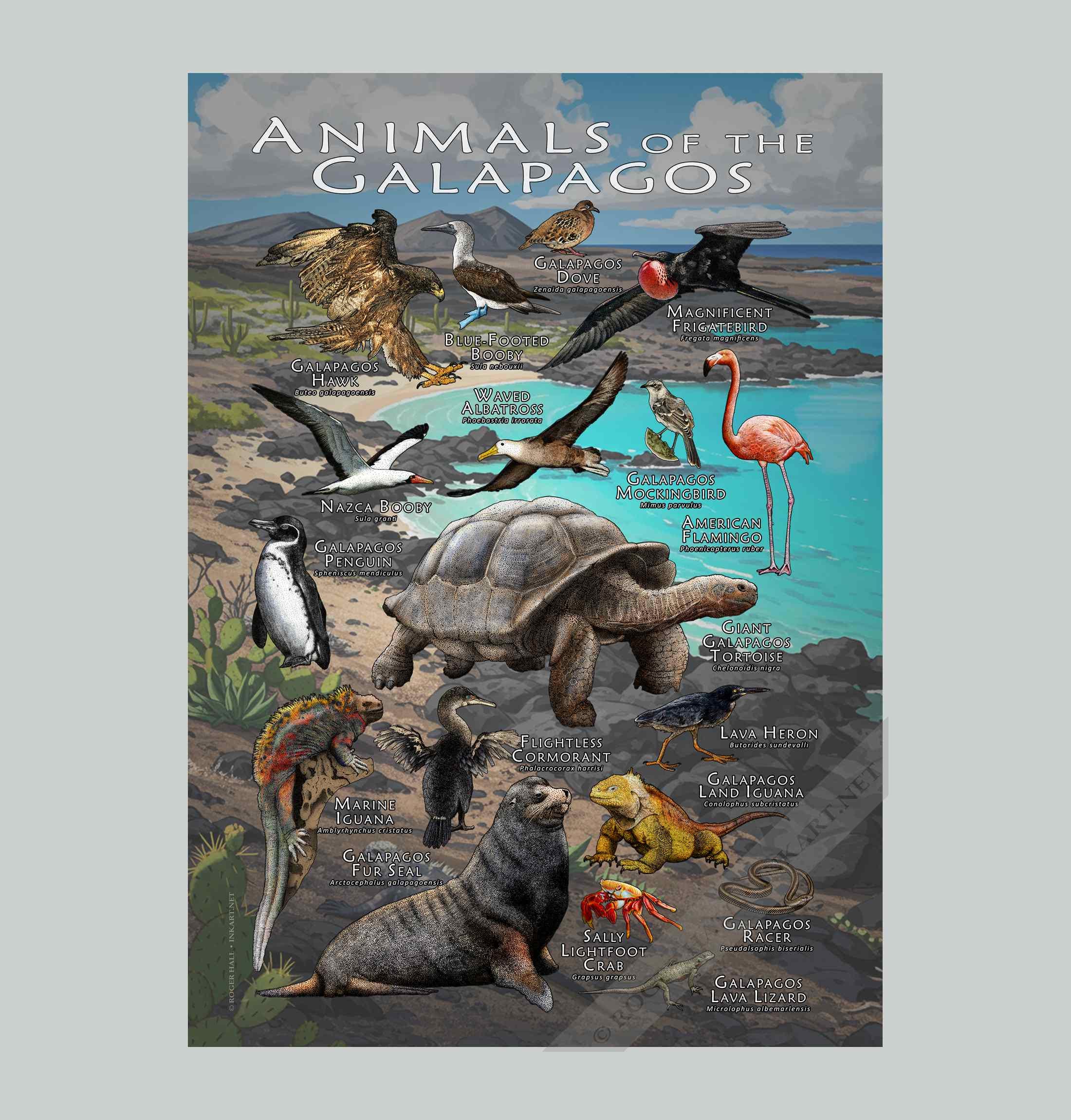 WildlifeArtbyRoger - Etsy 日本