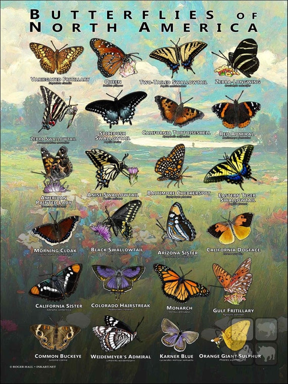 Types Of Pictures And Names With Butterflies Butterfly Species Chart