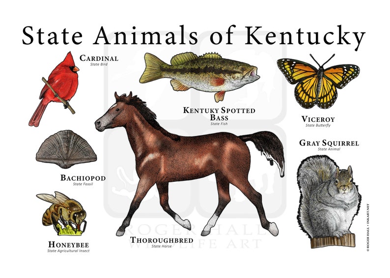Kentucky State Animals Poster Print Etsy