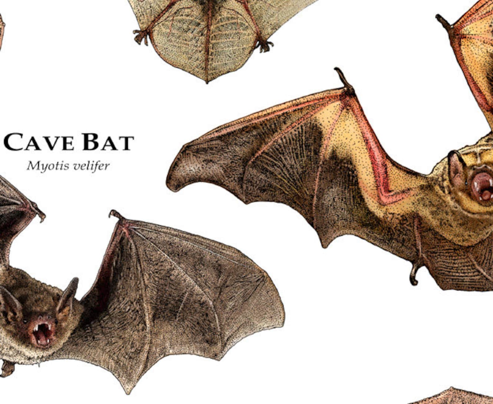 Common Bats of North America Poster Print Etsy