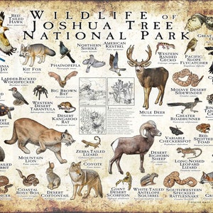Könnte beinhalten: Ein farbenfroher illustrierter Leitfaden zur Tierwelt des Joshua-Tree-Nationalparks. Der Leitfaden zeigt Bilder von Tieren wie der Wüsten-Landschildkröte, dem Berglöwen, dem Kojoten und dem Uhu. Der Text enthält die gebräuchlichen Namen jedes Tieres.