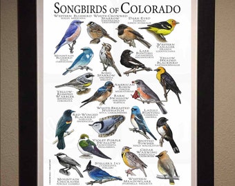Songbirds of Colorado Poster Print/field Guide - SIGNED BY ARTIST