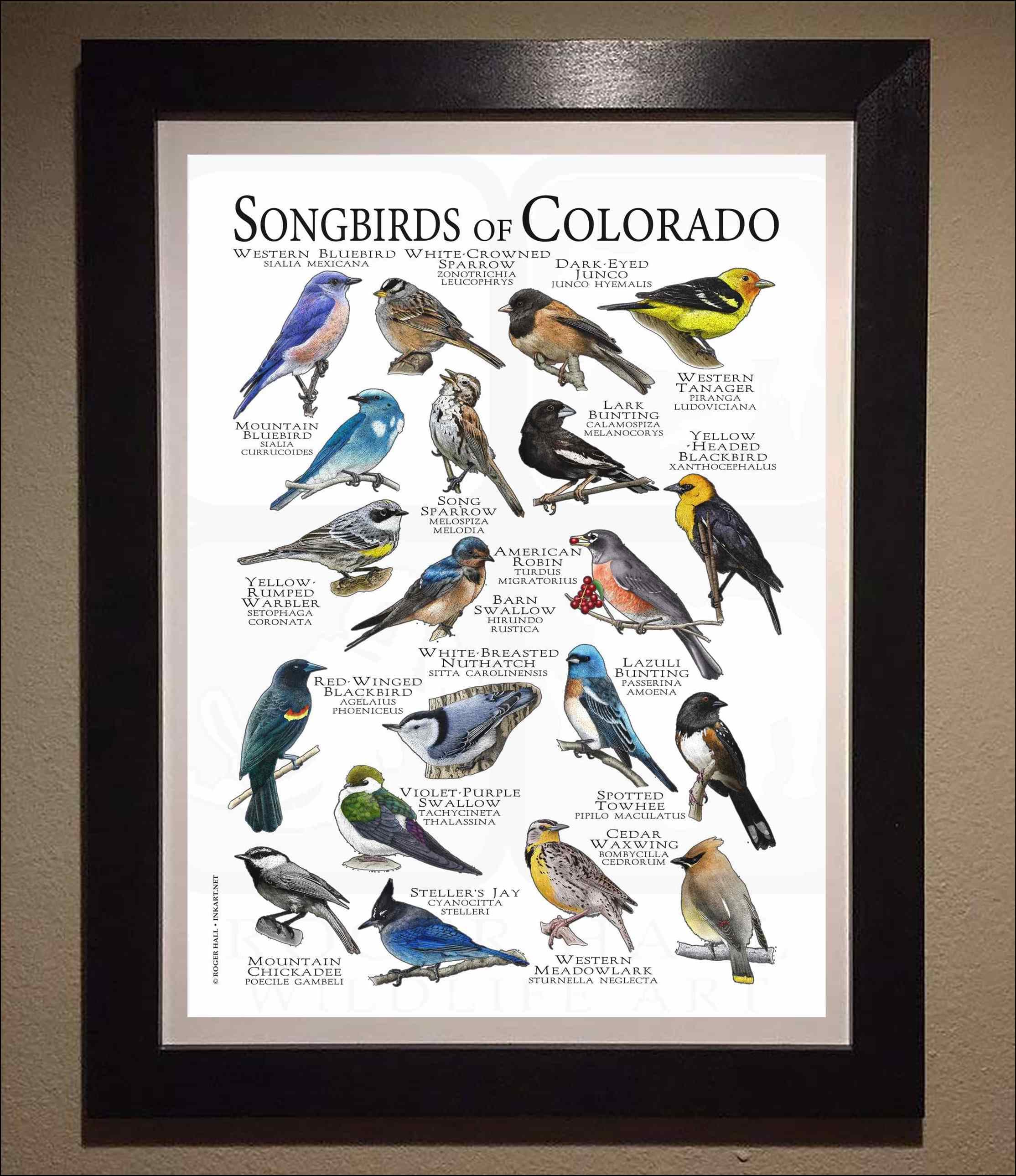 Birds Of Colorado: A Falcon Field Guide: Telander, Todd