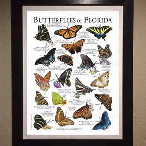 Butterflies of Florida Poster Print/field Guide - SIGNED BY ARTIST! - Etsy
