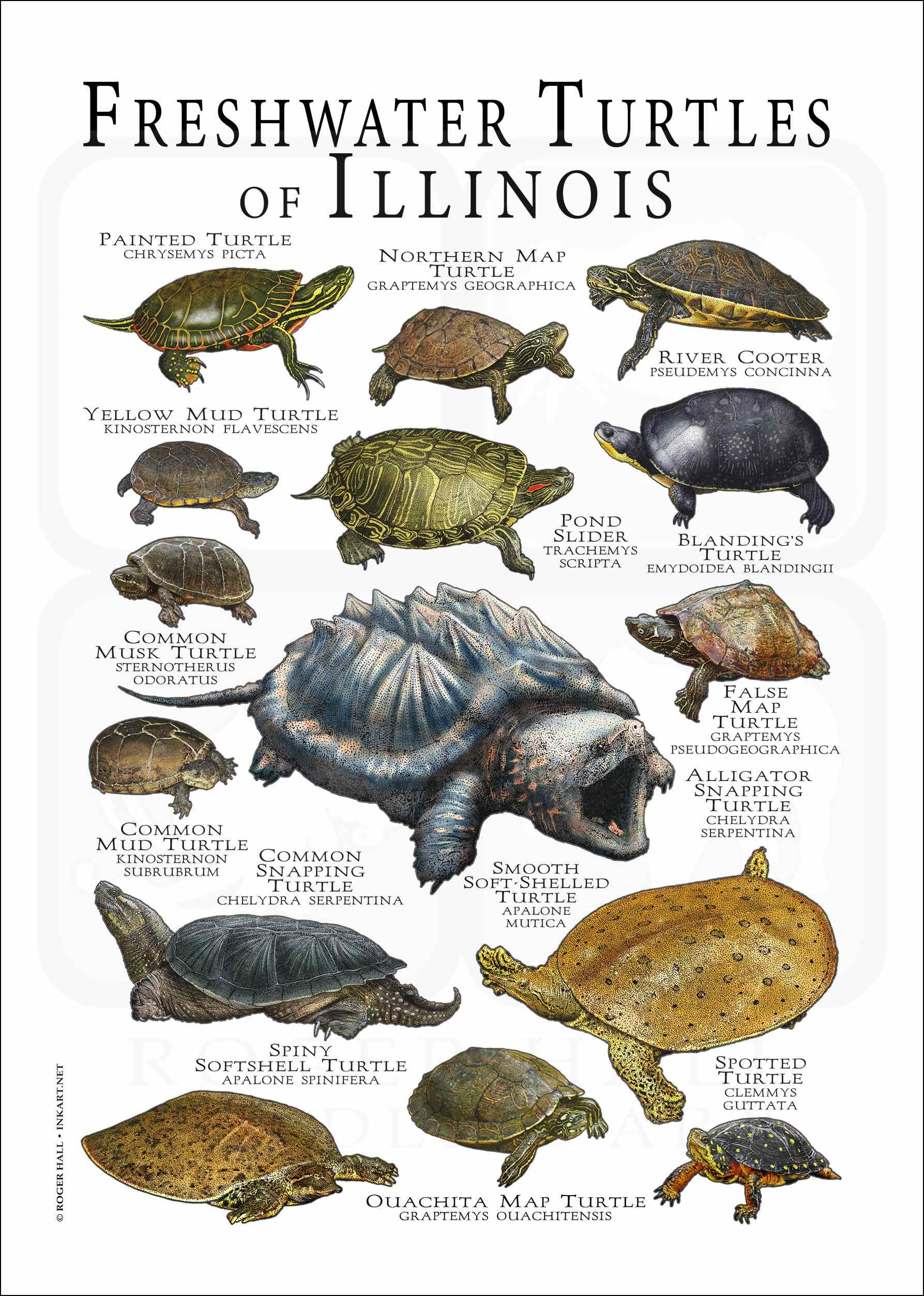Freshwater Turtles of Illinois Poster Print Field Guide Etsy