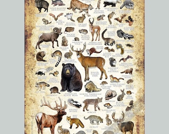 Texas Mammals Field Guide Poster Print: Signed Wildlife Art