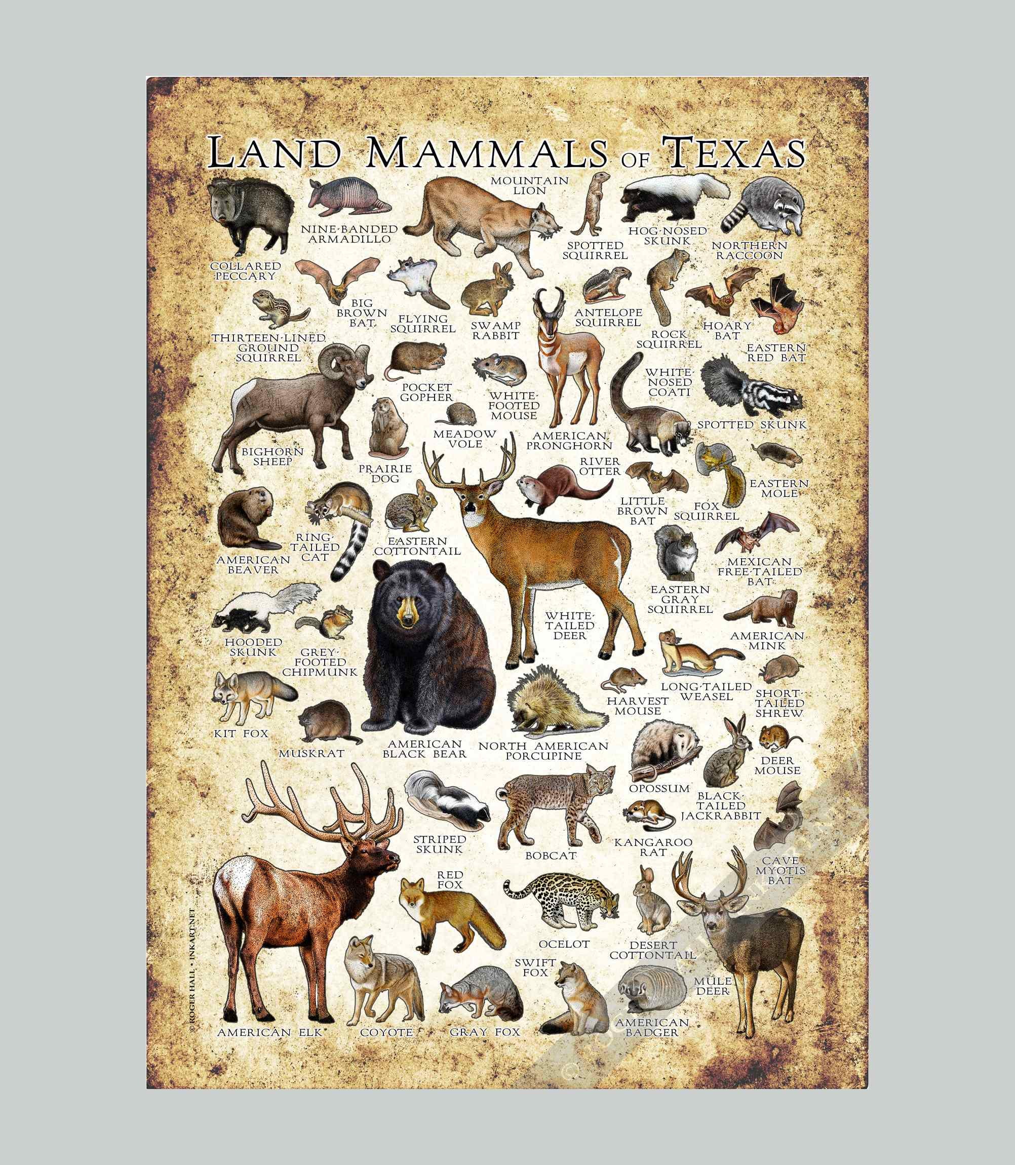 Texas Mammals Field Guide Poster Print: Signed Wildlife Art - Etsy