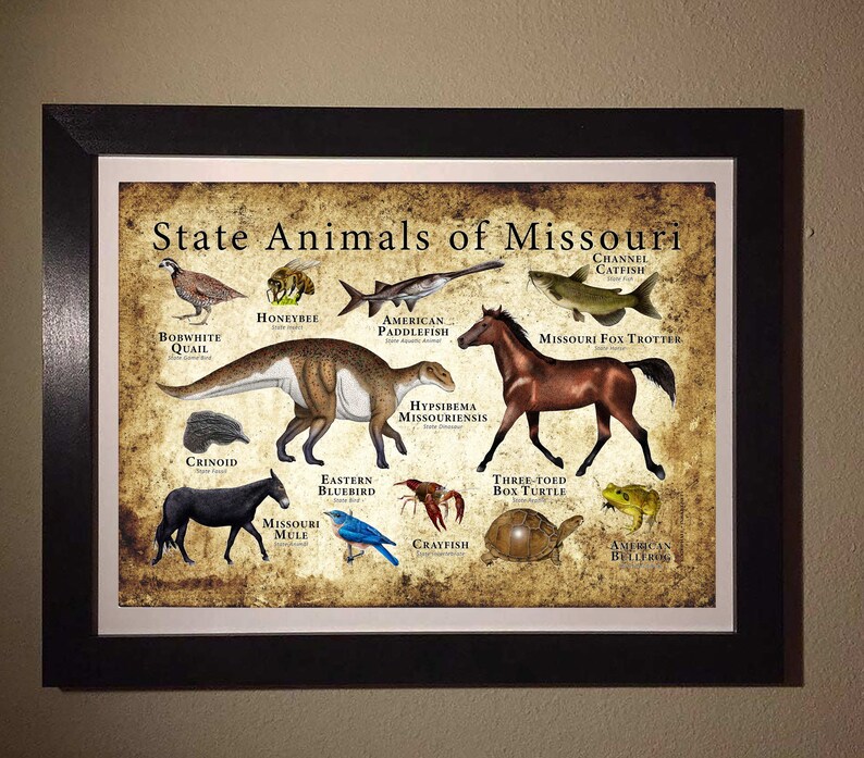 Missouri State Animals Poster Print Etsy