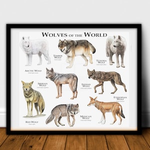 Wolves of the World Poster Print image 3