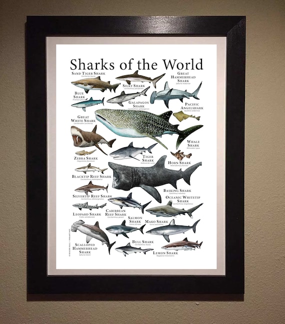 ★レア★THE WORLD MOST DANGEROUS SHARKS ポスター 51XC5zSVPZL.jpg_BO30,255,255,
