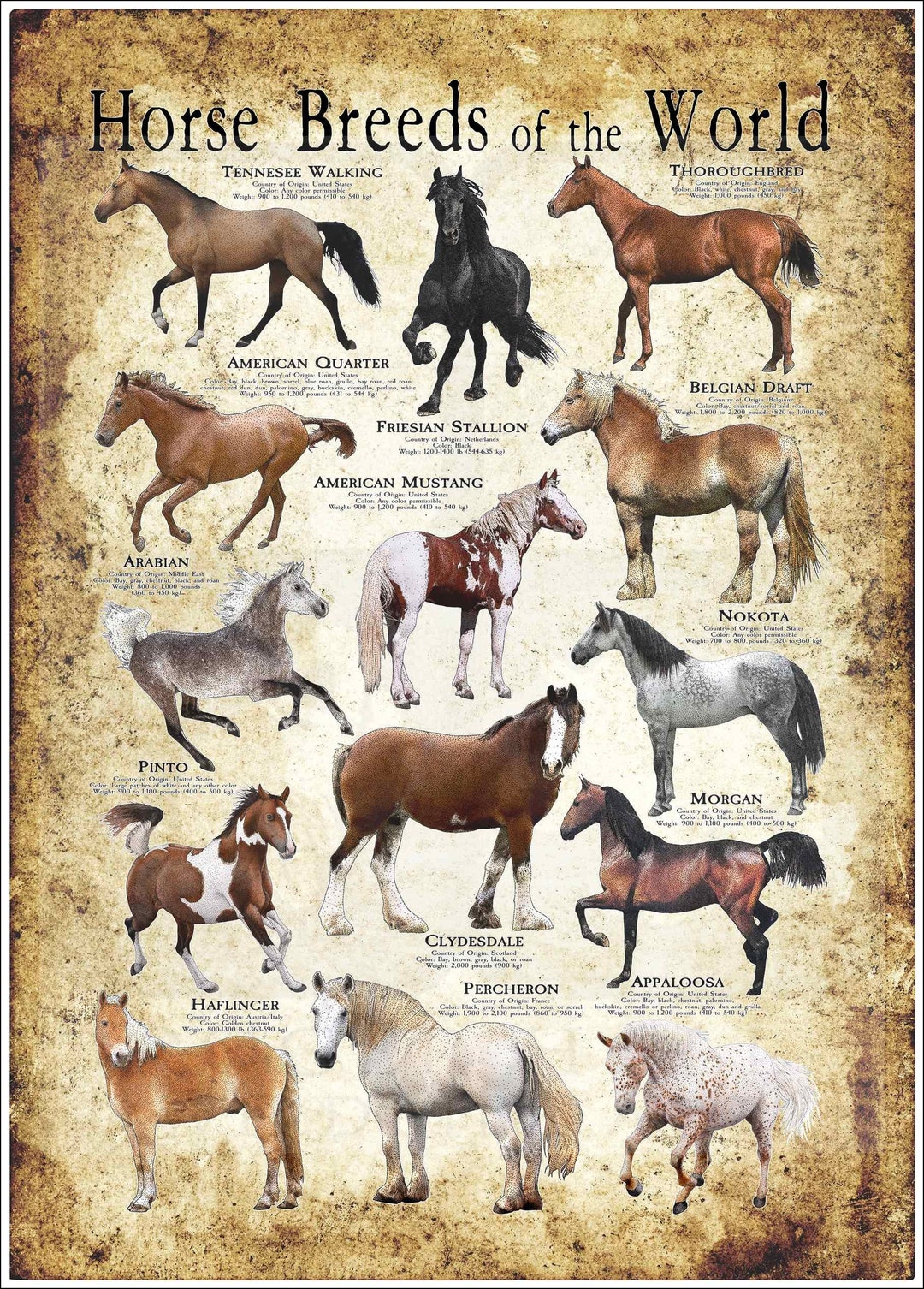 Horses Of The World Poster Etsy