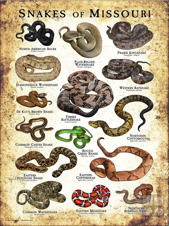 Snakes of Missouri Poster Print/field Guide - SIGNED BY ARTIST - Etsy