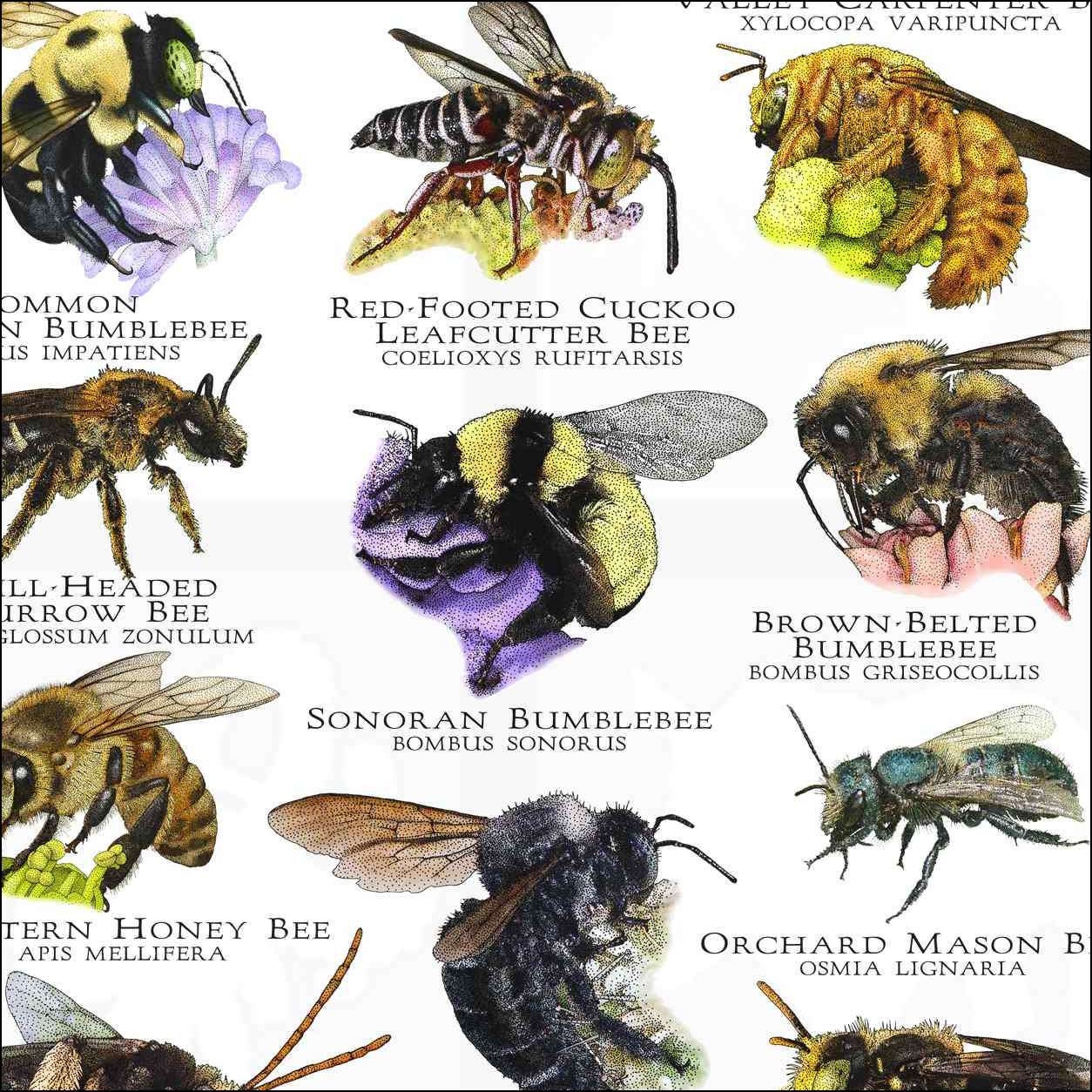 Native Bees Of North America Native Bees Of North America