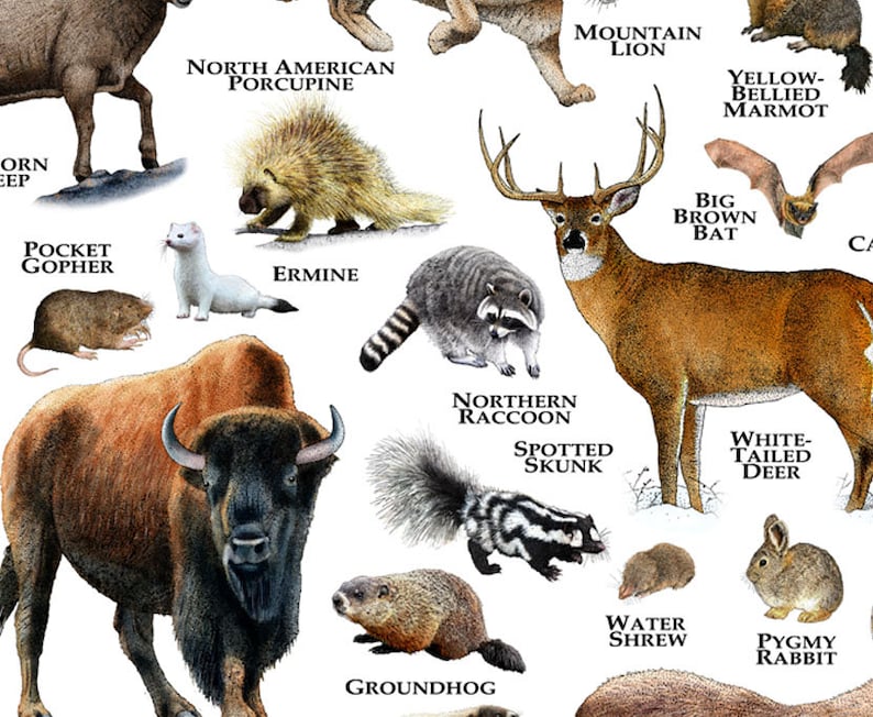 Mammals of Idaho Poster Print / Idaho Mammals Field Guide / Etsy